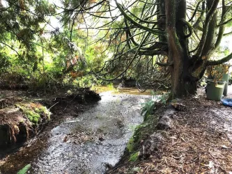 where. Star Creek empties into Partington Cr. at Cedar Drive