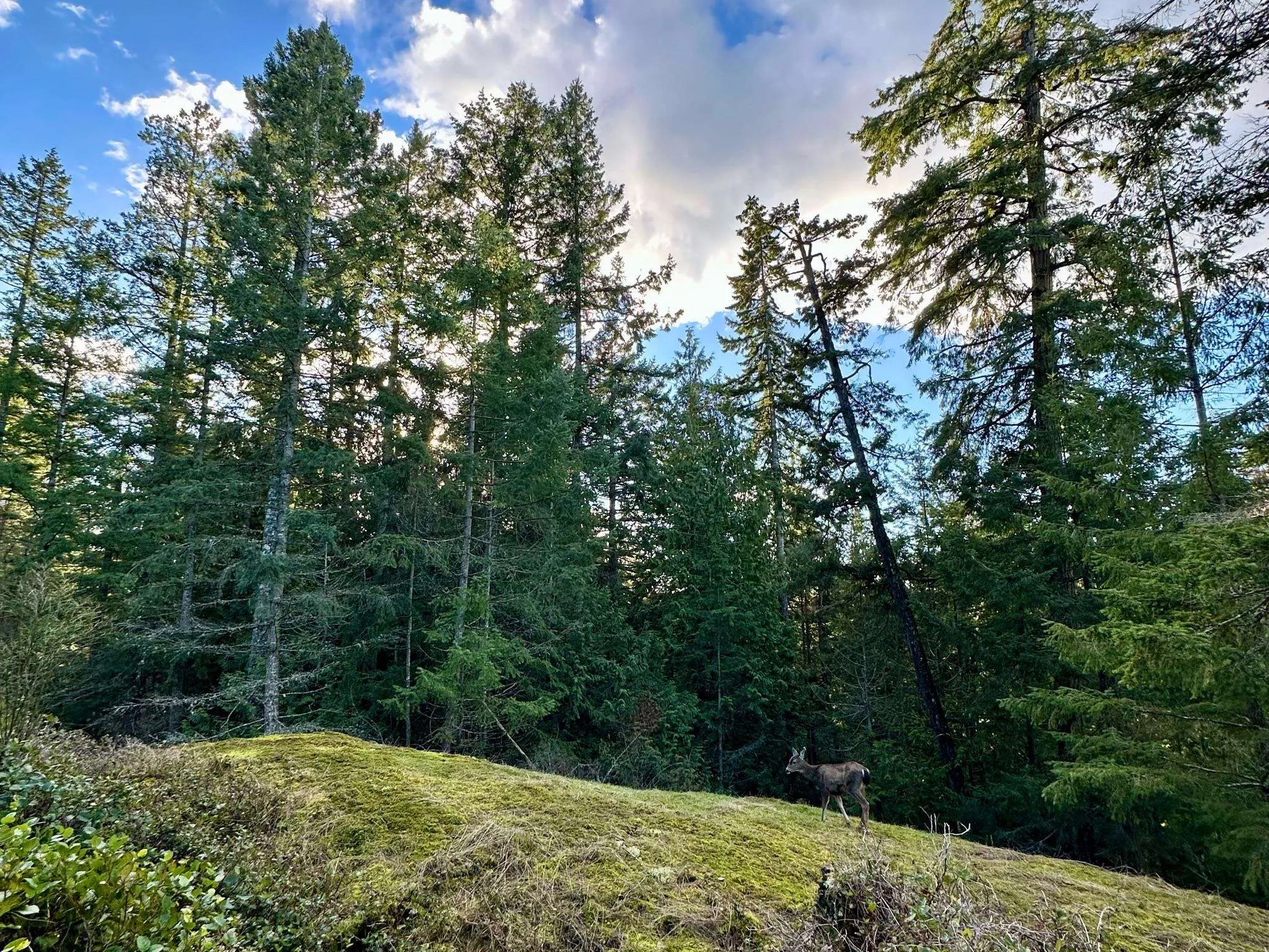 Large open mossy bluffs and mature old growth forests welcome you. All trees from the bluff down to the Windjammer lot line are in your control for wide open skies and further enhanced views.